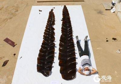 青島海帶培育:從“能不能養(yǎng)”到“怎么養(yǎng)好”的技術(shù)演進